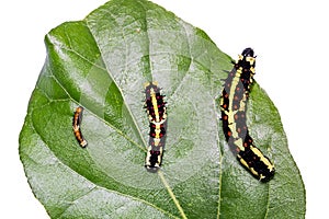 Common Mime Papilio clytia caterpillars