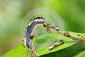 Common Mime Papilio clytia caterpillars
