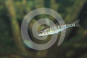 Common minnow