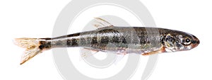 Common minnow (Phoxinus phoxinus)
