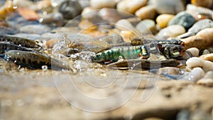 Common minnow reproducing on gravel in summer nature