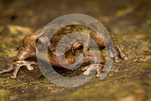 Common mist frog (Litoria rheocola). Cairns  Queensland  Australia photo