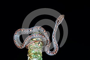 Common Mock Viper, top view of beautiful gray snake stripes coiling resting wrap on branch. photo