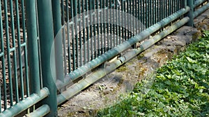 Common monkey reaching its hands out of a cage to grab some grass