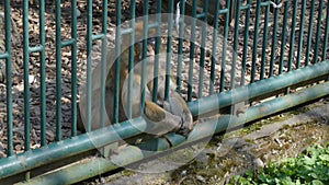 Common monkey sitting behind iron bars, reaching its hands out of a cage