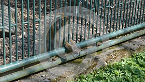 Common monkey sitting behind iron bars, reaching its hands out of a cage