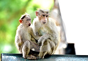 Common monkey in thekkady,forest life