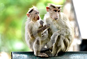 Common monkey in thekkady.a nature friends