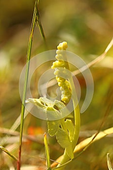 Common moonwort (Botrychium lunaria) with grape-like groups of sporangia