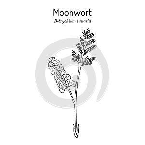 Common moonwort Botrychium lunaria , medicinal plant