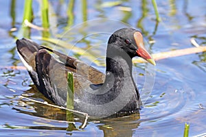 Common Moorhen