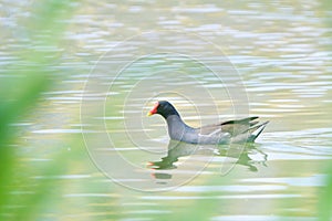 Common Moorhen