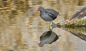 Common moorhen