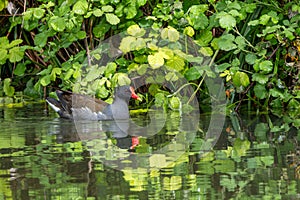 Common Moorhen