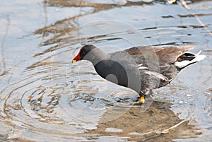 Common Moorhen