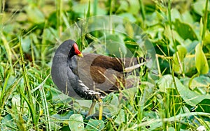 Common Moorhen