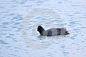 Common Moorhen