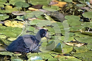 Common moorhen baby, Gallinula, running across lily pads