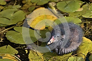 Common moorhen baby, Gallinula, standing on a lily pad