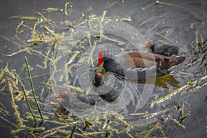 Common Moorhen Bird swimming with its chicks in Florida wetlands