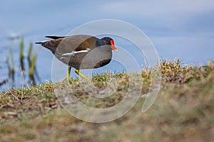 The common moorhen, a black and brown bird