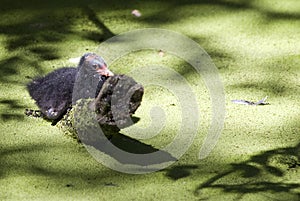 Common Moorhen chick alone in the pond