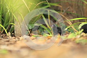 Common moorhen chick