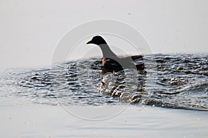 Common Moorhen in East Flanders