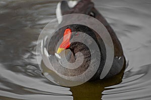 Common Moorhen or European Moorhen, gallinula chloropus