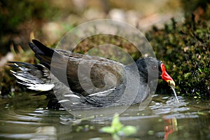 Common Moorhen or European Moorhen, gallinula chloropus, Adult drinking Water, Pond in Normandy
