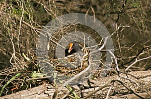 Common Moorhen or European Moorhen, gallinula chloropus, Adult nesting, Normandy