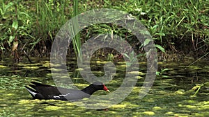 Common Moorhen or European Moorhen, gallinula chloropus, Adult swimming, Pond in Normandy,