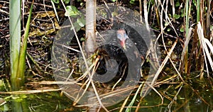 Common Moorhen  or European Moorhen, gallinula chloropus, Chick, Pond in Normandy, Real time 4K