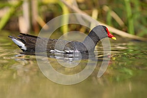 Common Moorhen - Galinha de agua - Gallinula chloropus