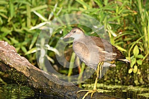 Common Moorhen Galinulla chloropus