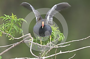 Common moorhen, gallinula chloropus