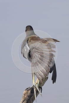 Common moorhen, gallinula chloropus