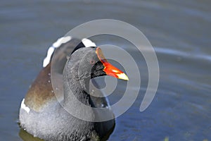 Common moorhen, gallinula chloropus