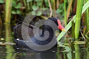 Common moorhen gallinula chloropus