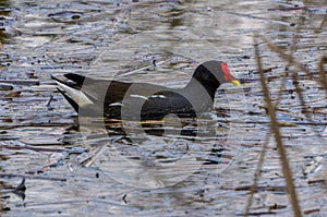 Common moorhen Gallinula chloropus