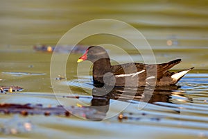 Common moorhen Gallinula chloropus