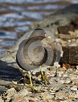 Common Moorhen (Gallinula chloropus)