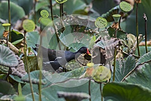 Common Moorhen - Gallinula chloropus