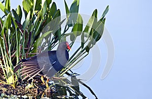 Common Moorhen (Gallinula chloropus)