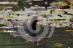 Common moorhen (Gallinula chloropus)