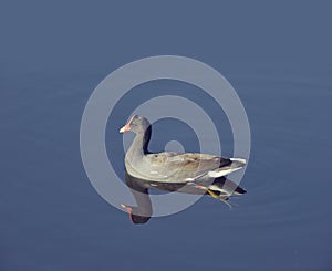 Common Moorhen (Gallinula chloropus)