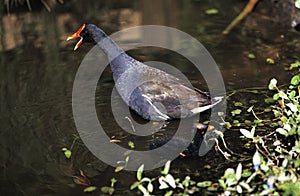 Common Moorhen, gallinula chloropus, Adult Calling out, with Chick standing on Pond, Normandy