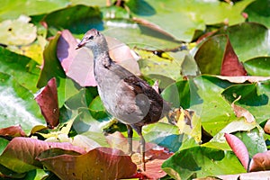 Common Moorhen Gallinula chloropus also known as the swamp chi