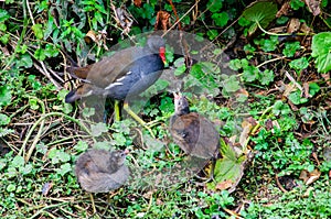 The common moorhen Gallinula chloropus also known as the waterhen, the swamp chicken