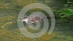 Common moorhen Gallinula chloropus also known as the waterhen or swamp chicken